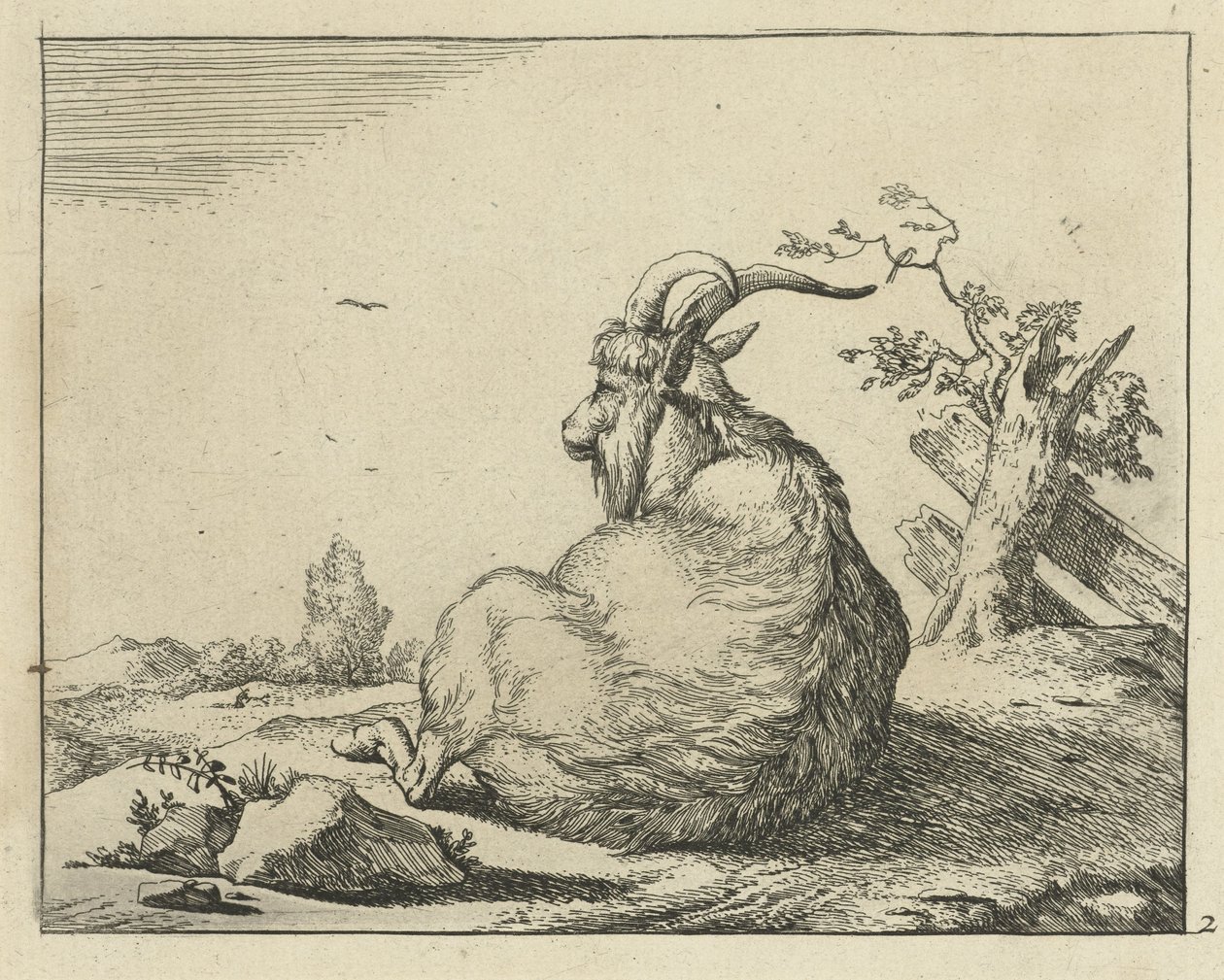 Bok zittend bij omgevallen boom door Marcus de Bye