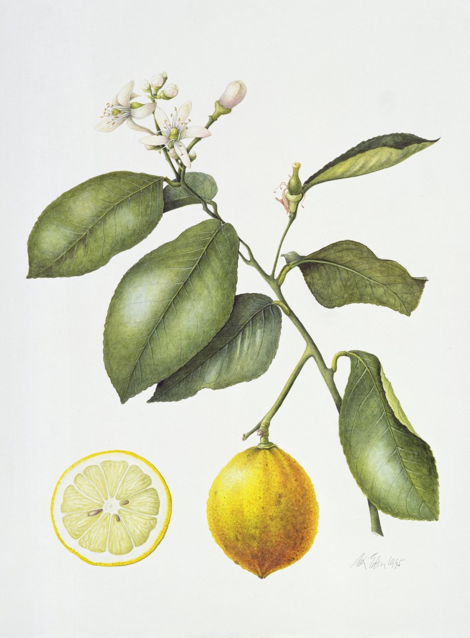 Citrus Bergamot, 1995 door Margaret Ann Eden