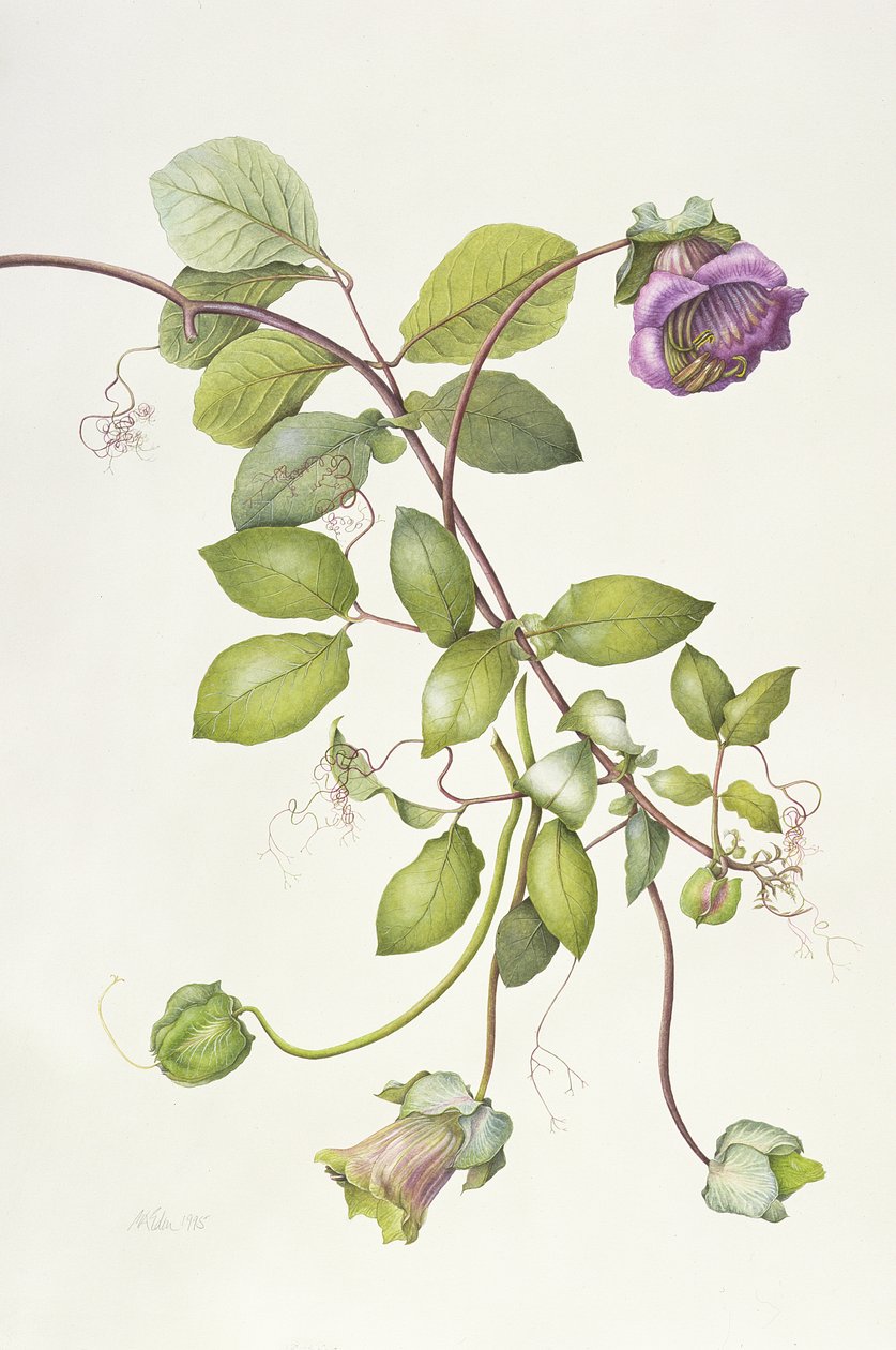 Cobea Scandens door Margaret Ann Eden