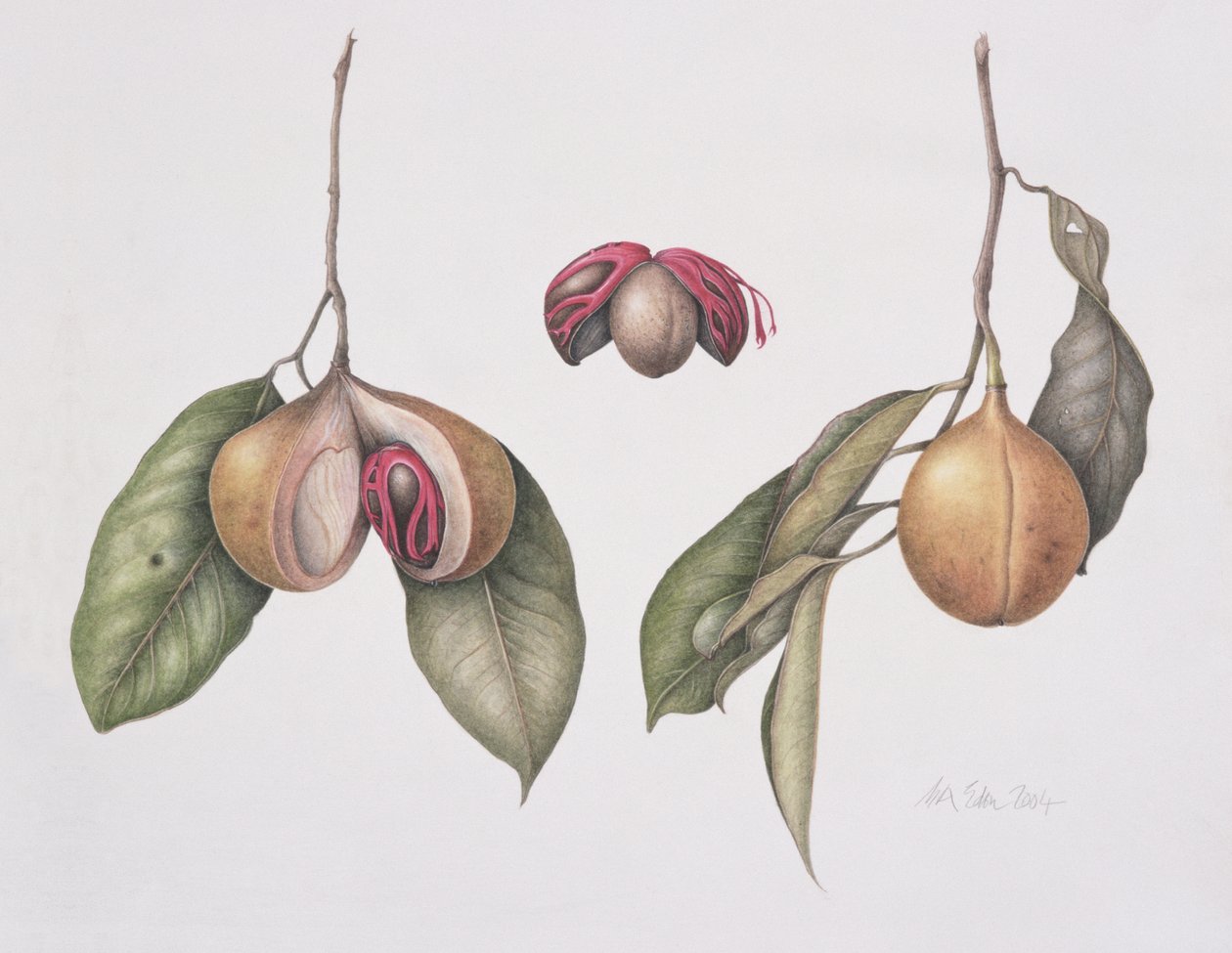 Nootmuskaat (Myristica fragrans) 2004 door Margaret Ann Eden