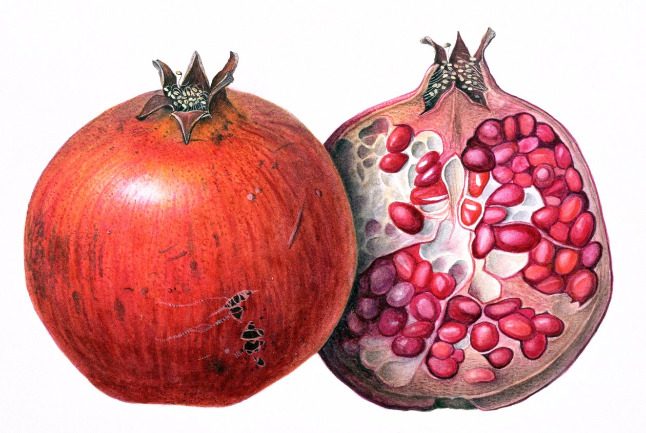 Granaatappel, 1995 door Margaret Ann Eden