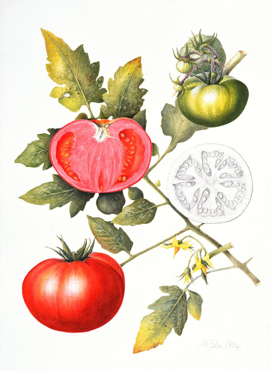 Tomaten, 1994 door Margaret Ann Eden
