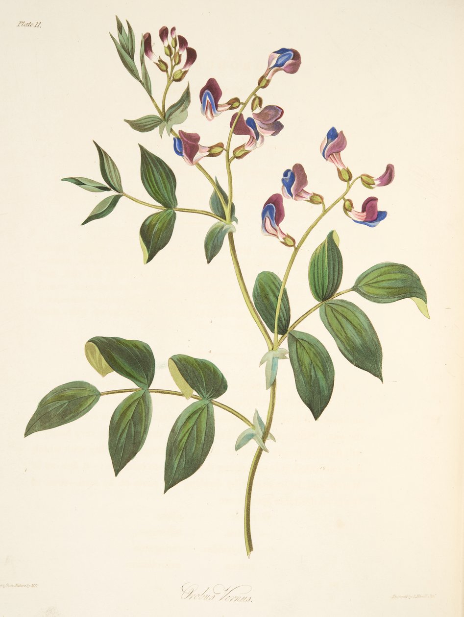Lente Orobus, uit Bloemillustraties van de Seizoenen, uitgegeven 1829 door Margaret Roscoe