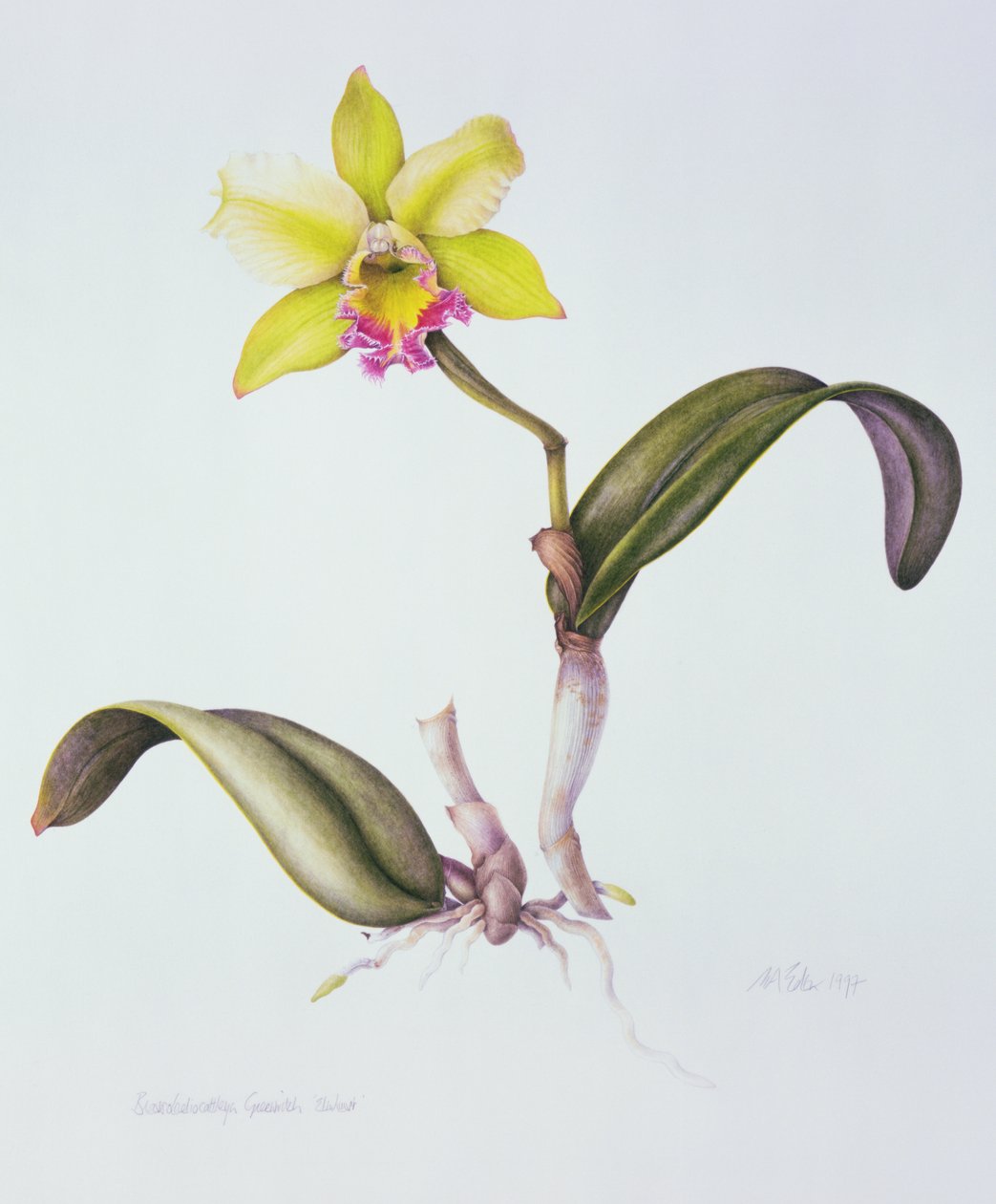 Brassolaeliocattleya Greenwich, Elmhurst door Margaret Ann Eden