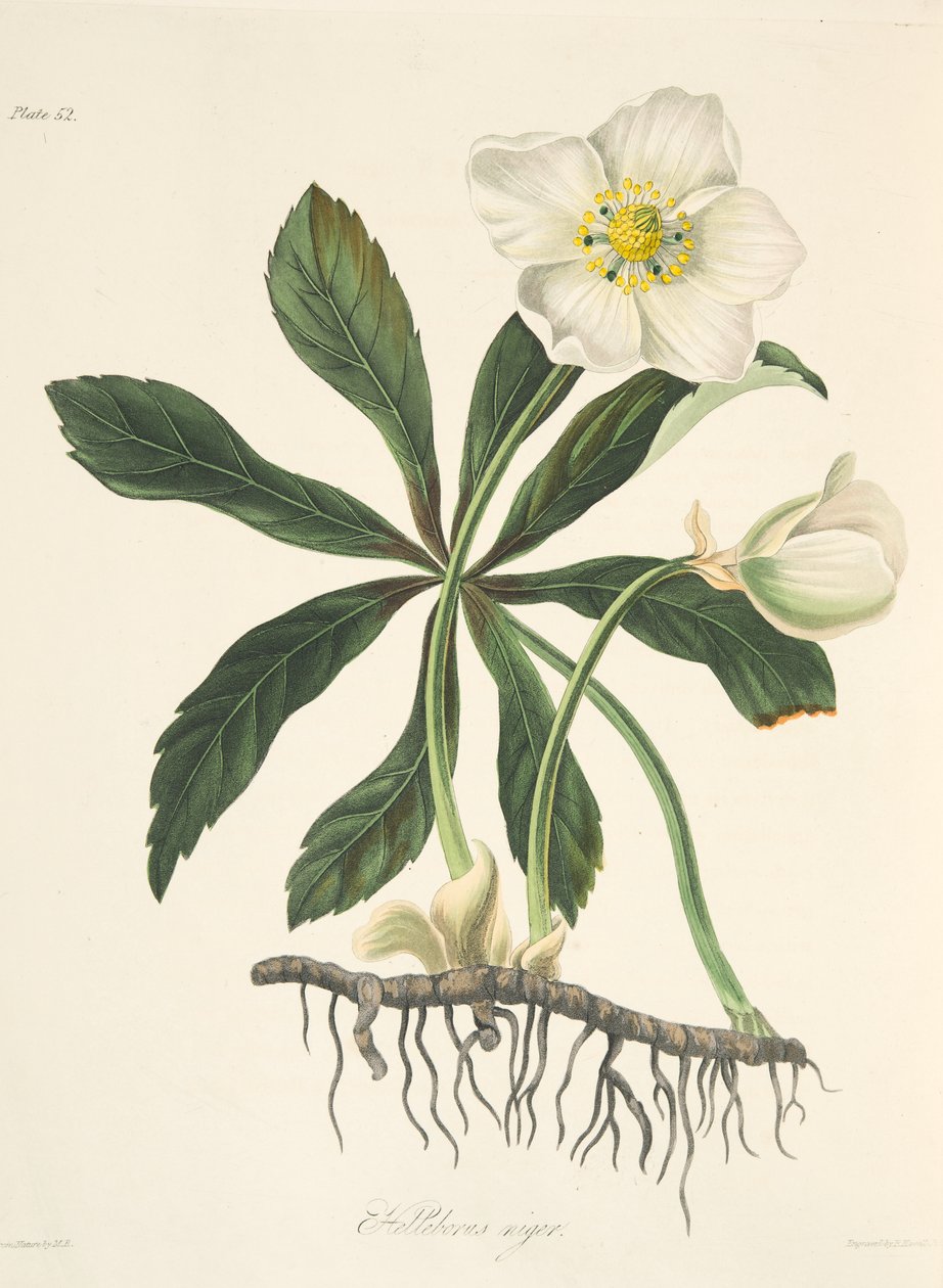 Zwarte Helleborus of Kerstroos, uit Bloemillustraties van de Seizoenen, uitgegeven 1829 door Margaret Roscoe