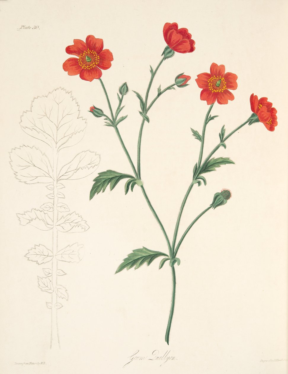 Chileense Avens, uit Bloemillustraties van de Seizoenen, uitgegeven 1829 door Margaret Roscoe
