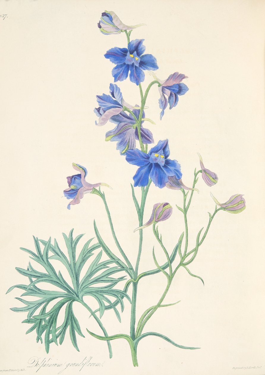 Grootbloemige Ridderspoor, uit Bloemillustraties van de Seizoenen, uitgegeven 1829 door Margaret Roscoe