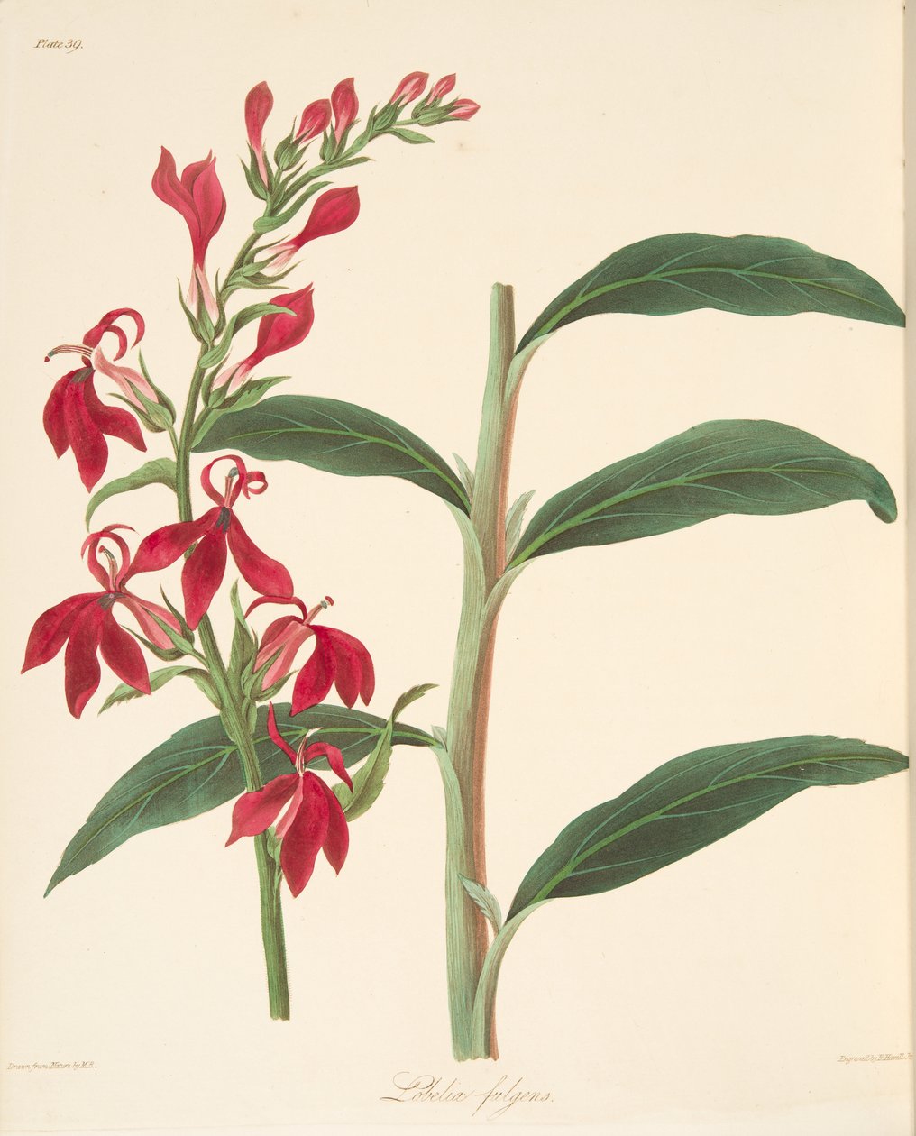Stralende lobelia, uit Bloemillustraties van de seizoenen, uitgegeven 1829 door Margaret Roscoe