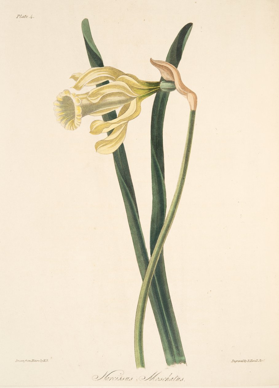 Spaanse Narcis, uit Bloemillustraties van de Seizoenen, uitgegeven 1829 door Margaret Roscoe