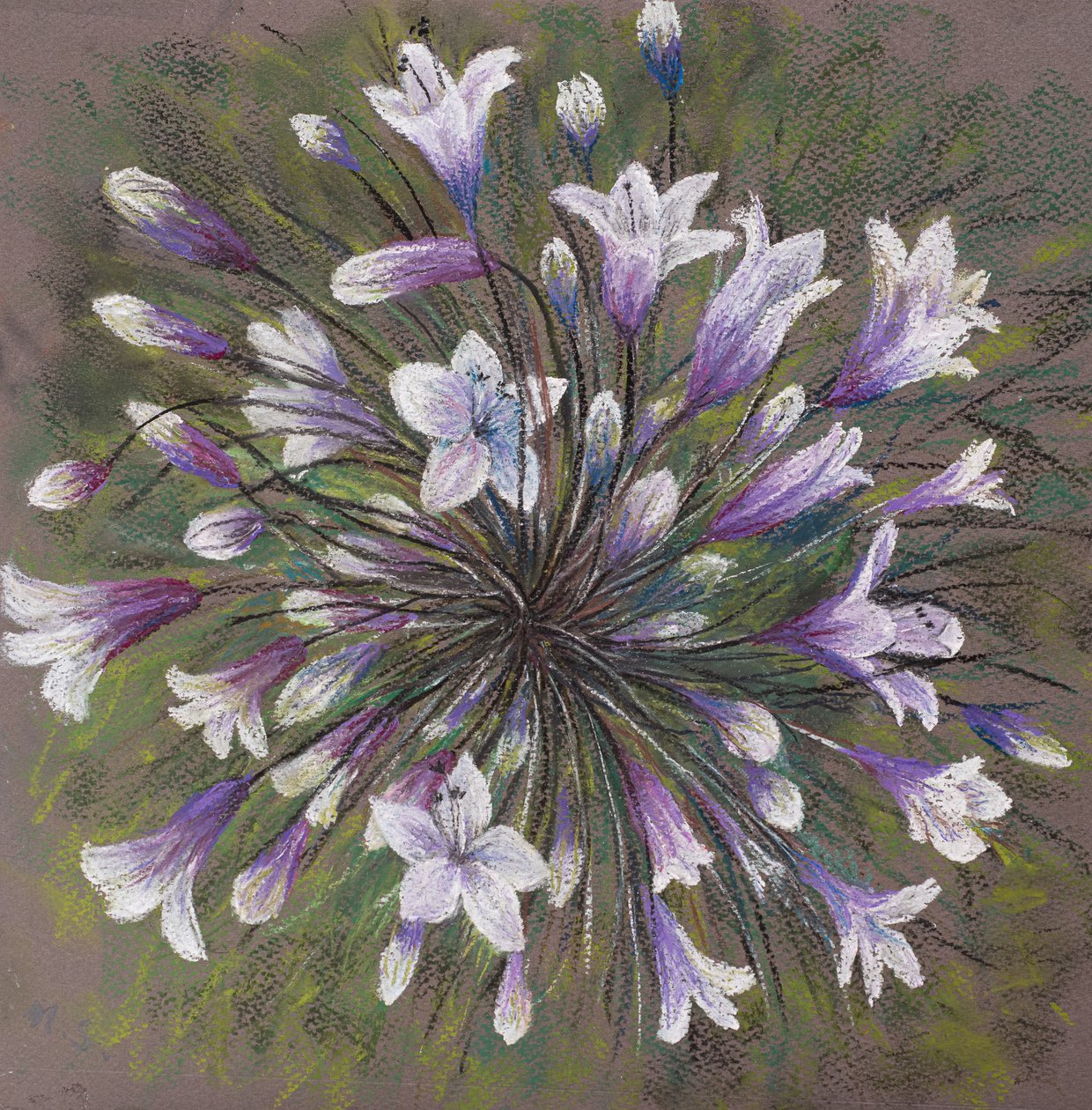 Agapanthus door Margo Starkey