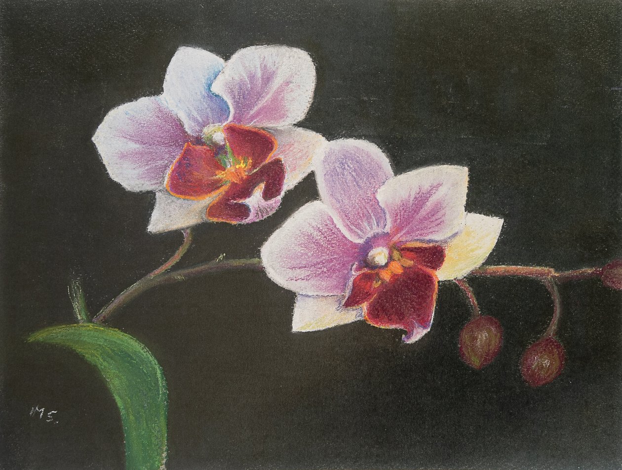 Orchidee in mijn slaapkamer door Margo Starkey