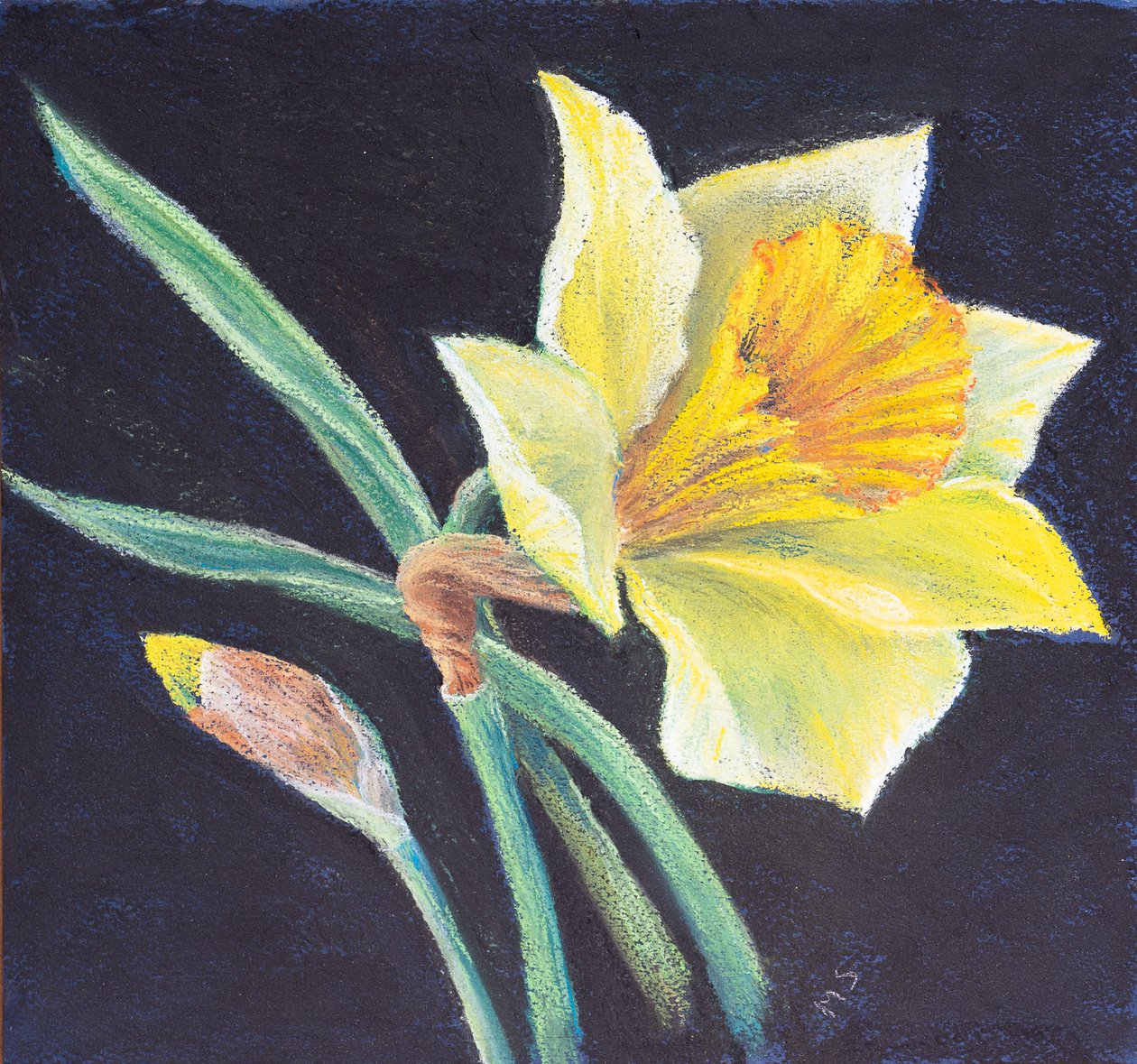 De schoonheid van een narcis door Margo Starkey