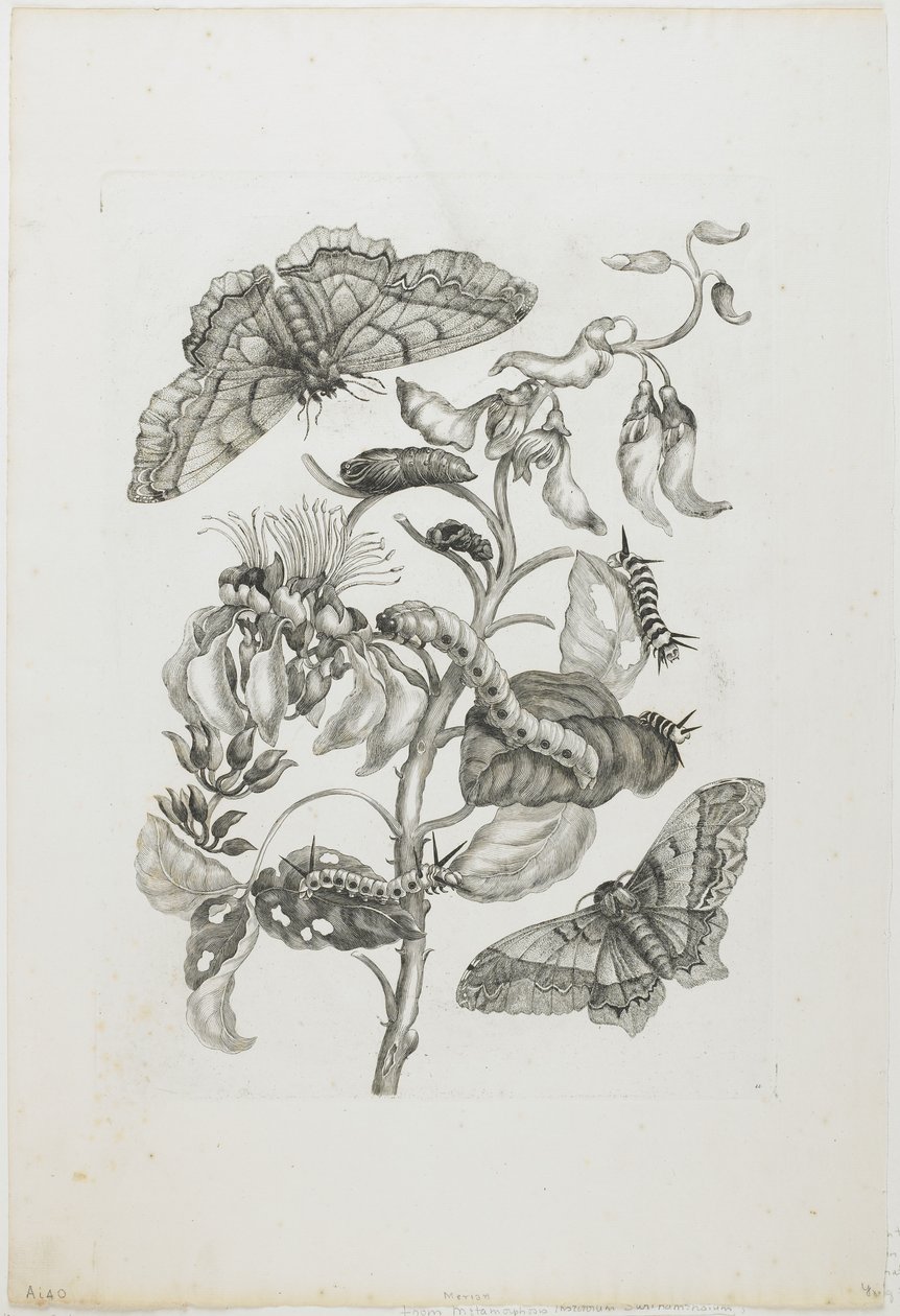Rupsen, Vlinders en Bloem, 1705-71 door Maria Sibylla Merian