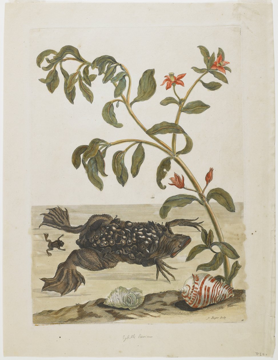Mannelijke Surinaamse Pad, met Eieren op de Rug (Afgezet door Vrouw), Schelpen en Bloeiende Plant, 1705-71 door Maria Sibylla Merian