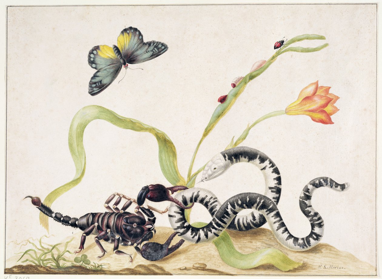 Schorpioen en Slang door Maria Sibylla Merian