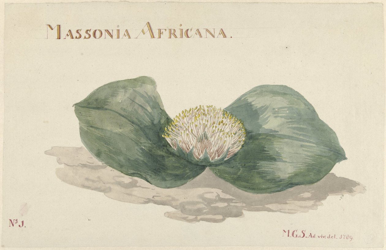 Bloem Massonia Africana door Maria Geertruida Barbiers Snabilié