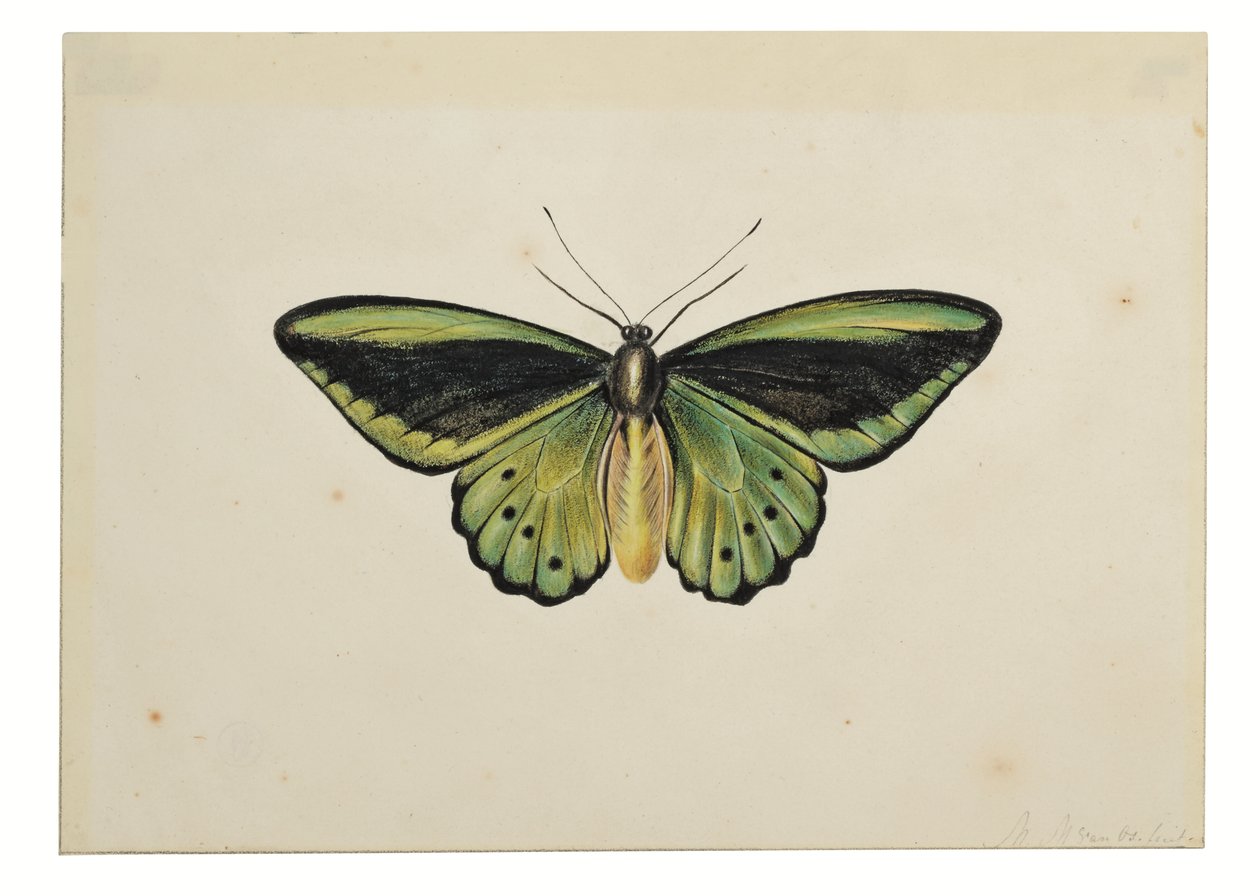 Vlinder, gewone groene vogelvleugel (Ornithoptera priamus) door Maria Margaretha van Os