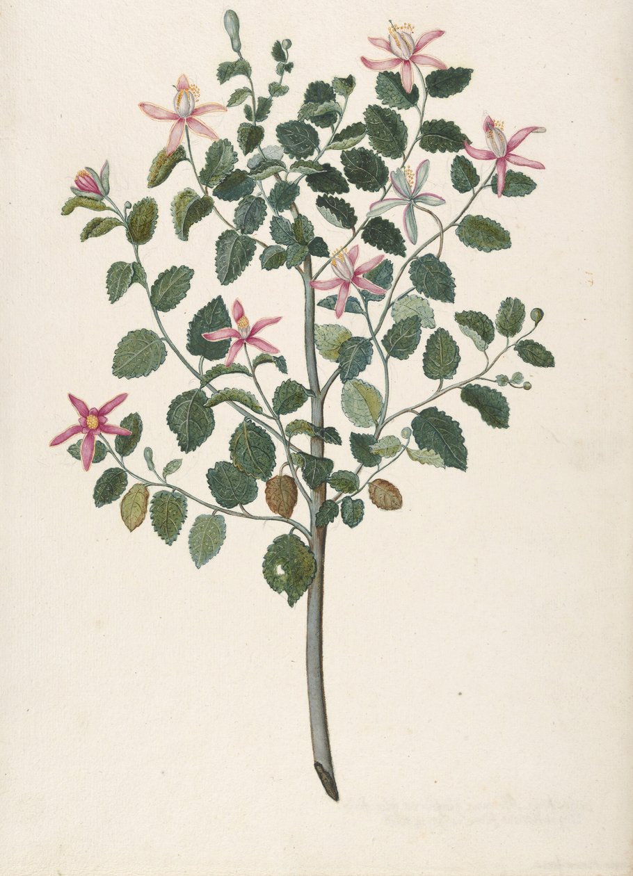 Studie van een plant met rood-paarse bloemen Sebastiana africana purpurea, 1695 door Maria Monninckx