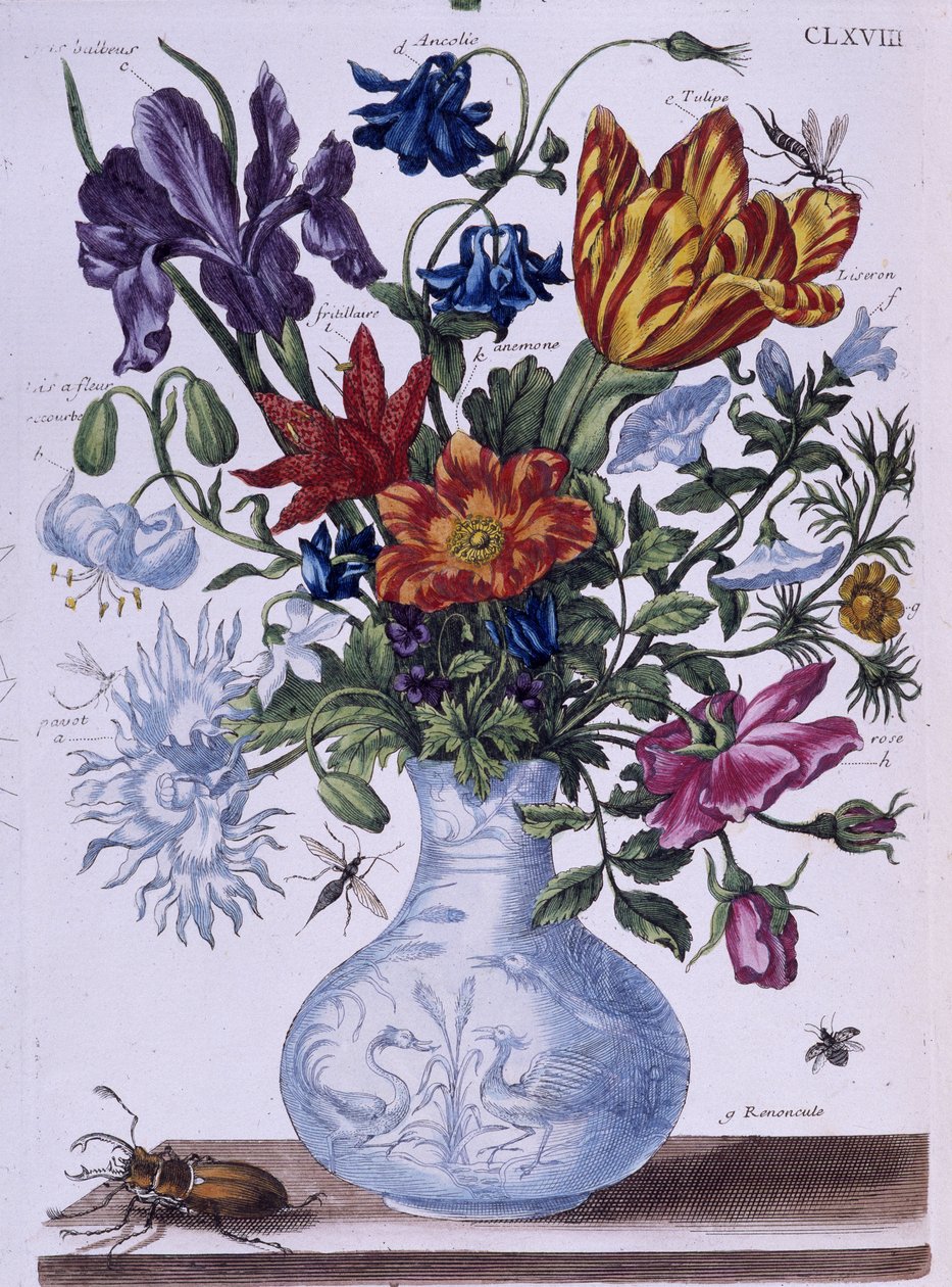 Kever en verschillende bloemen - tek. door Maria Sibylla Merian, n.d., ca. eind 18e eeuw door Maria Sibylla Merian