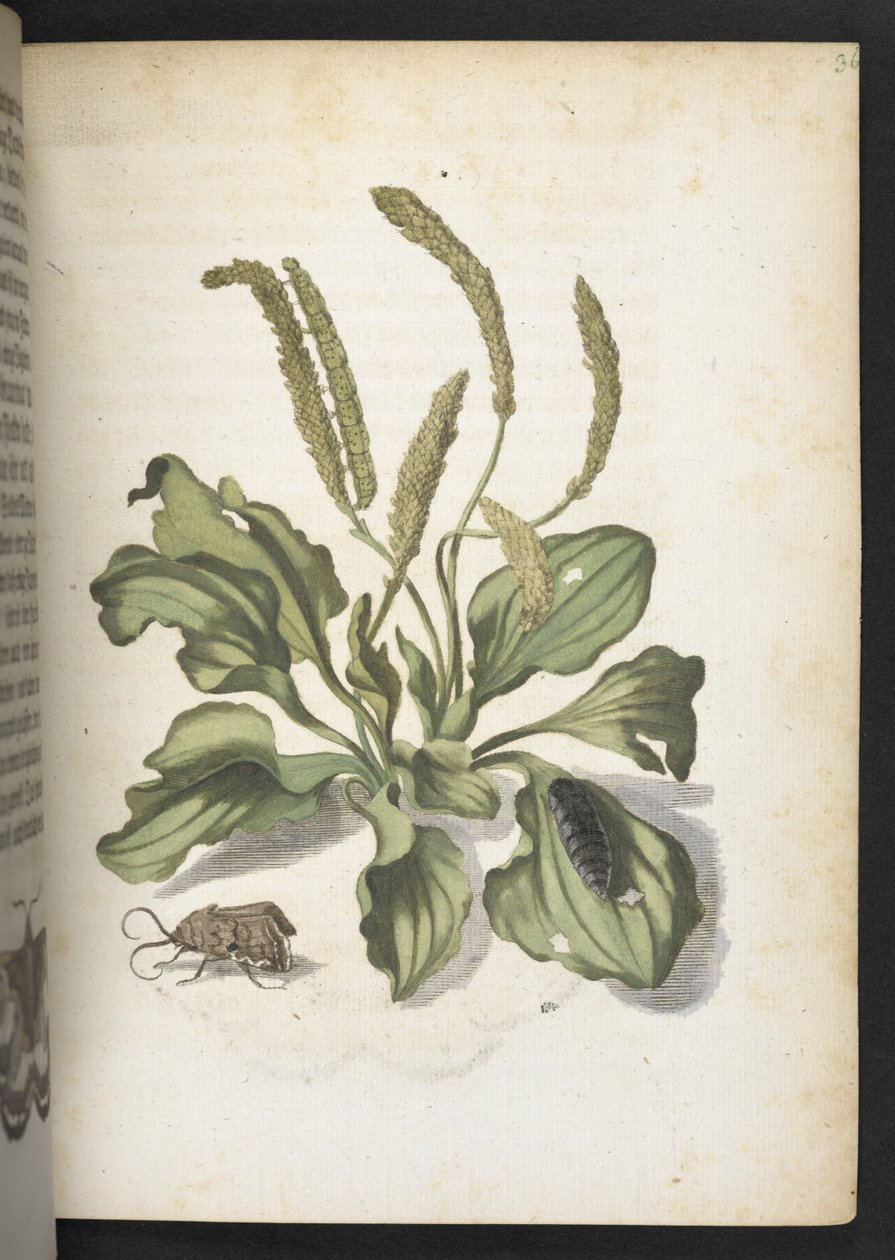 Der Raupen wunderbare Verwandlung und sonderbare Blumen-Nahrung door Maria Sibylla Merian