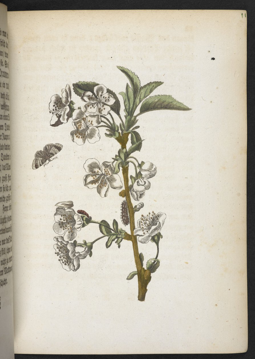 Der Raupen wunderbare Verwandlung und sonderbare Blumen-Nahrung door Maria Sibylla Merian