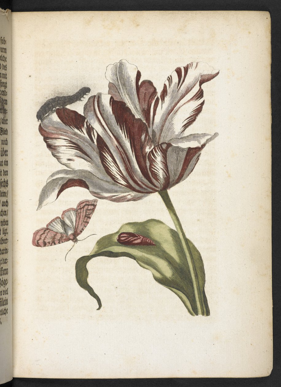 Der Raupen wunderbare Verwandlung und sonderbare Blumen-Nahrung door Maria Sibylla Merian