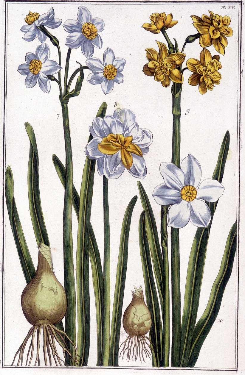 Narcis - in 