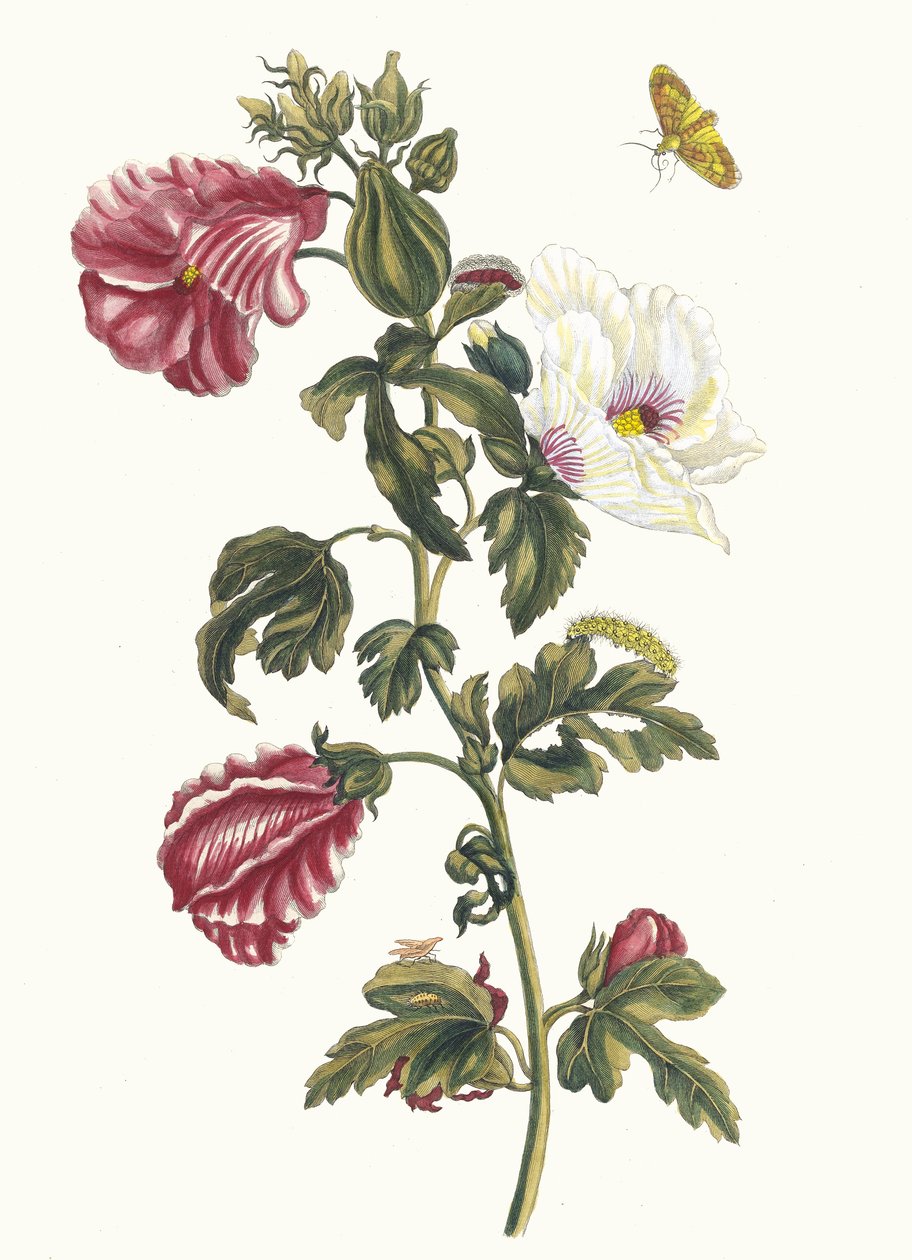 Althea. Uit het Boek Metamorphosis insectorum Surinamensium, 1705 door Maria Sibylla Merian