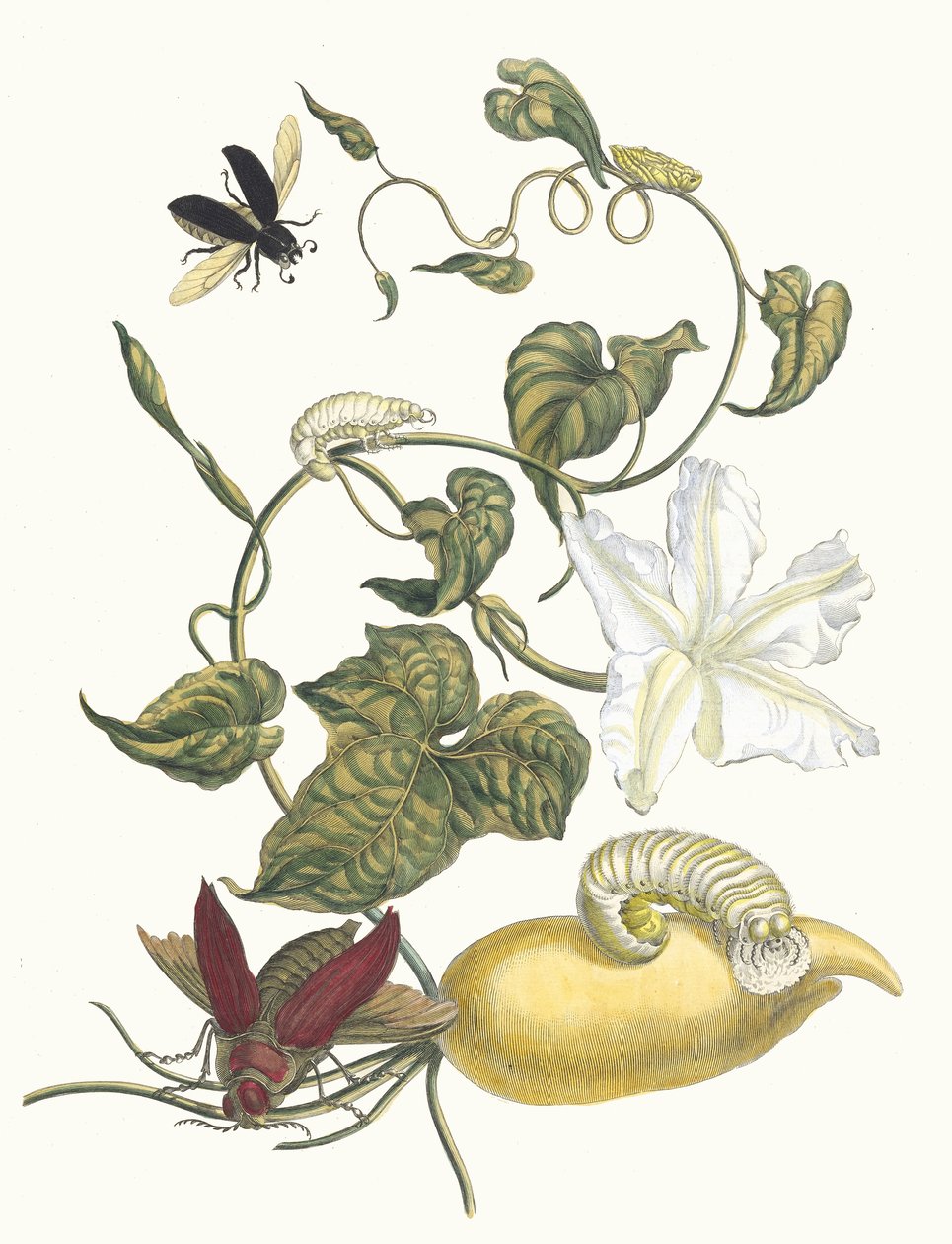 Battattes. Uit het boek Metamorphosis insectorum Surinamensium door Maria Sibylla Merian