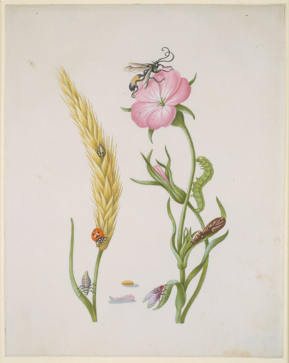 Graanoor en maïskokkel met de metamorfose van het vijfstippige lieveheersbeestje en de vleesvlieg door Maria Sibylla Merian