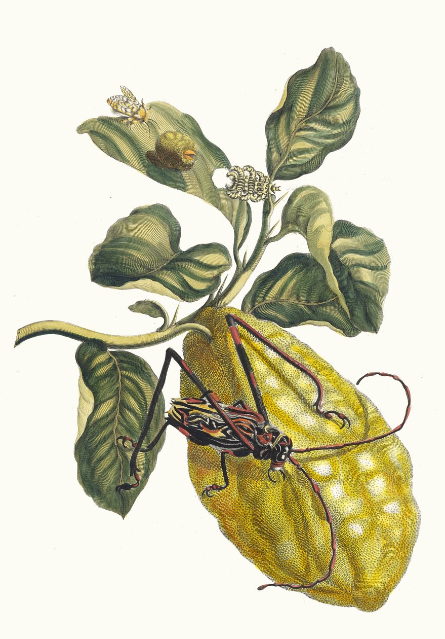 Citroenboom. Uit het boek Metamorphosis insectorum Surinamensium door Maria Sibylla Merian