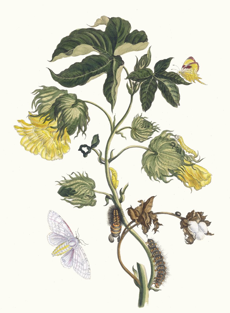 Cotonier. Uit het boek Metamorphosis insectorum Surinamensium, 1705 door Maria Sibylla Merian