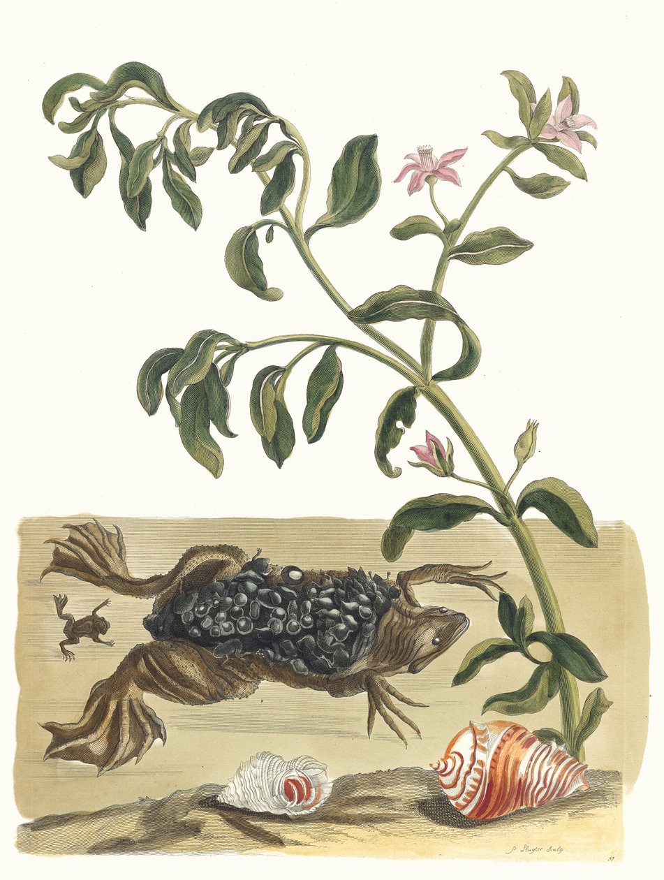 Waterkers. Uit het boek Metamorphosis insectorum Surinamensium, 1705 door Maria Sibylla Merian