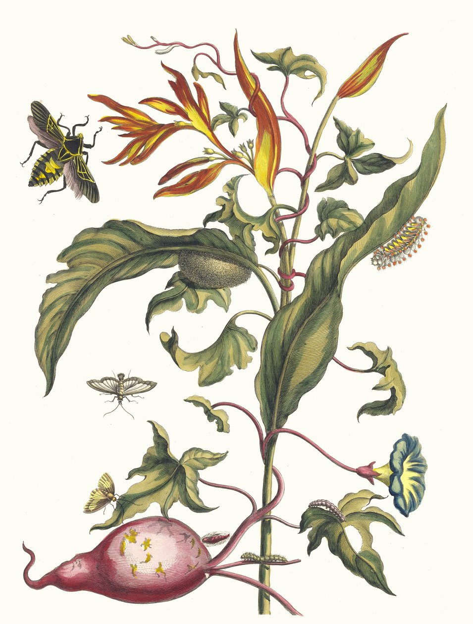 Ipomoea batatas en Heliconia psittacorum. Uit het boek Metamorphosis insectorum door Maria Sibylla Merian