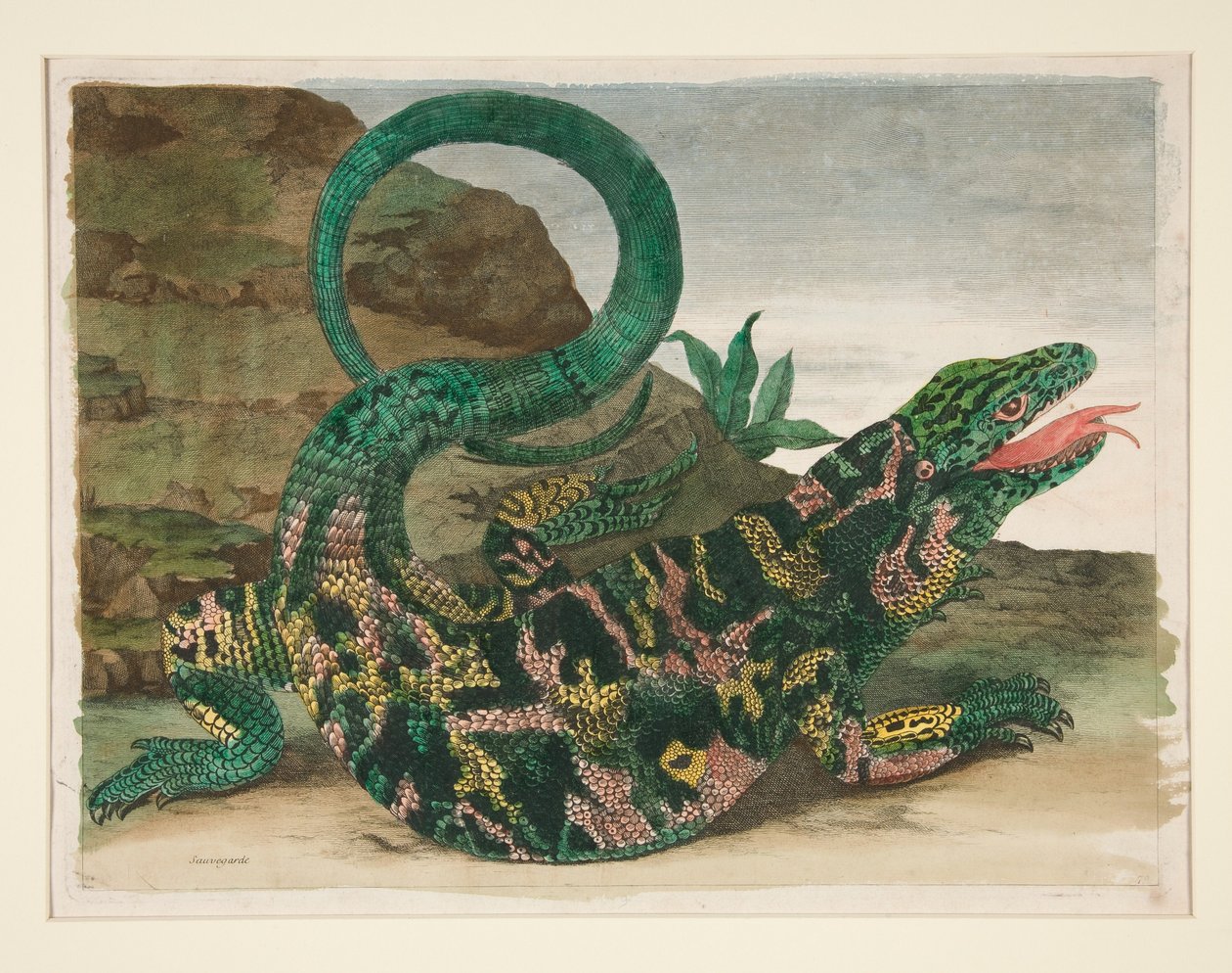 Hagedis, uit *Metamorphosis Insectorum Surinamensium* door Maria Sibylla Merian