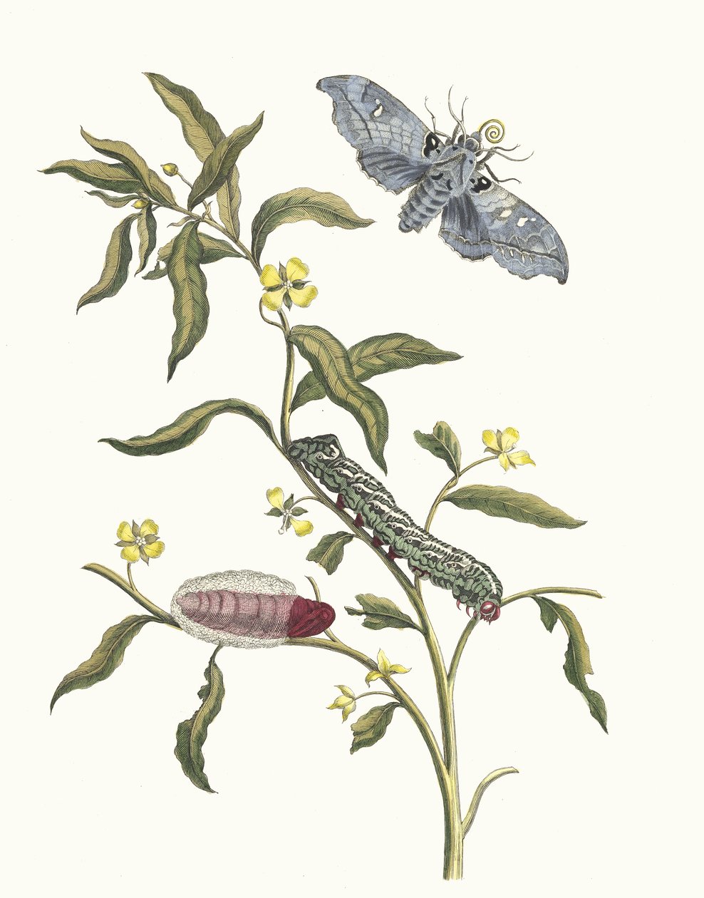 Ludwigia octovalvis. Uit het Boek Metamorphosis insectorum Surinamensium, 1705 door Maria Sibylla Merian