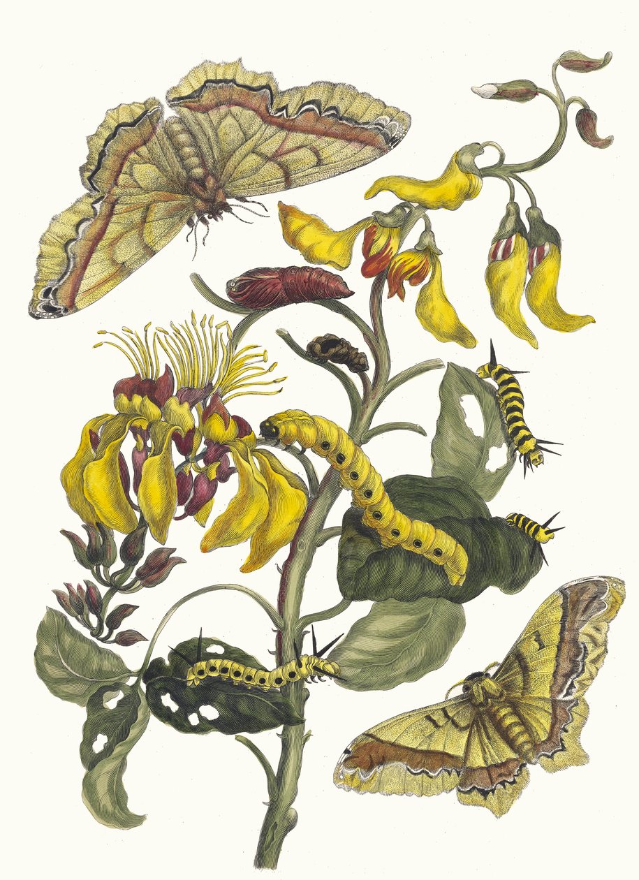 Pallisaden-boom. Uit het Boek Metamorphosis insectorum Surinamensium door Maria Sibylla Merian
