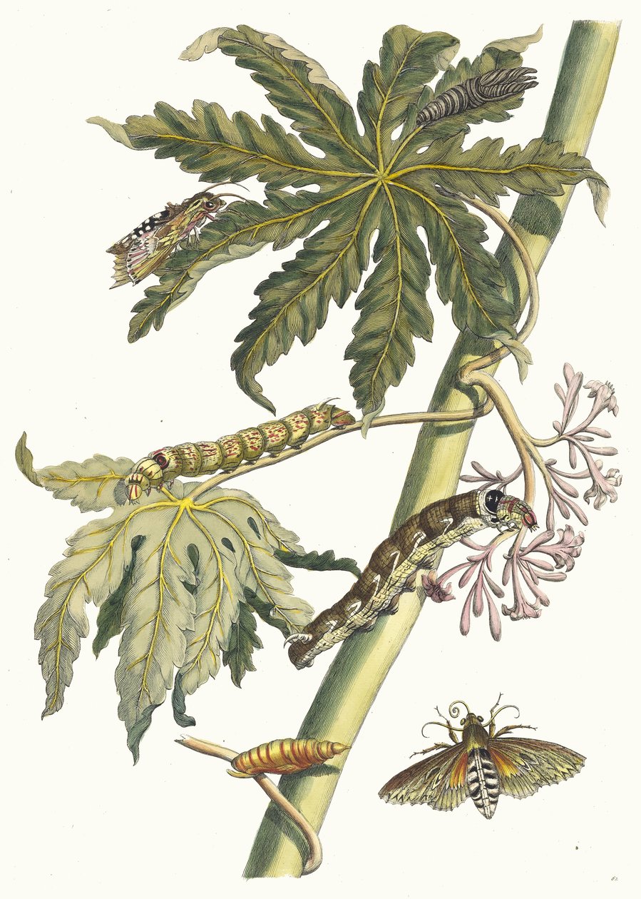 Papay. Uit het boek Metamorphosis insectorum Surinamensium, 1705 door Maria Sibylla Merian