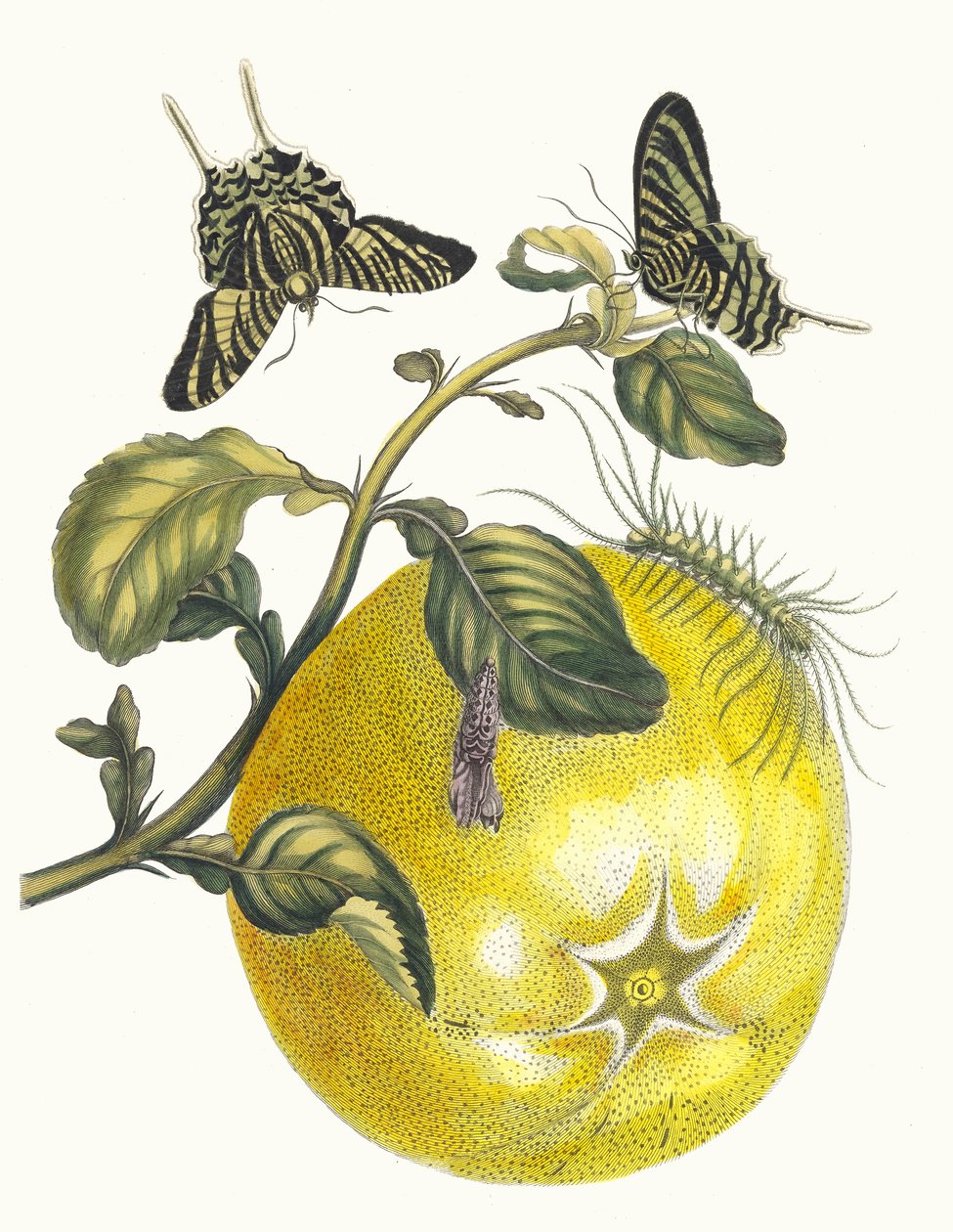 Pompelmous. Uit het boek Metamorphosis insectorum Surinamensium, 1705 door Maria Sibylla Merian