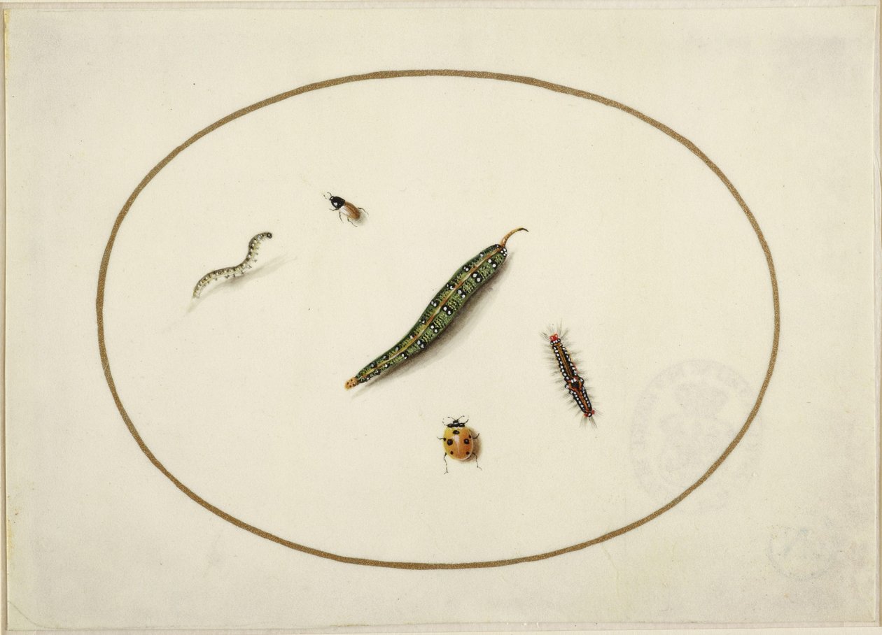 Rupsen en insecten, in een horizontaal ovaal, omrand met een gouden lijn, fijn uitgevoerd als een miniatuur door Maria Sibylla Merian