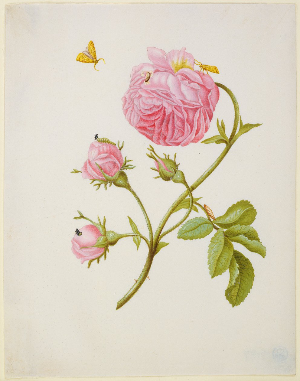 Roos met de metamorfose van een bladroller en een vastgelijmde keverlarve door Maria Sibylla Merian