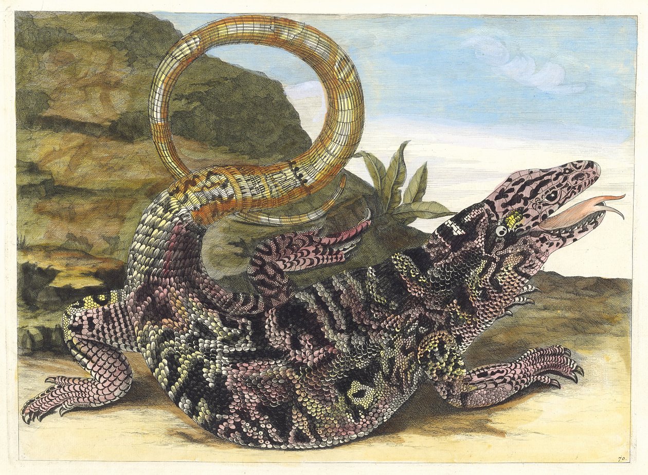Sauvegarde. Uit het Boek Metamorphosis insectorum Surinamensium, 1705 door Maria Sibylla Merian