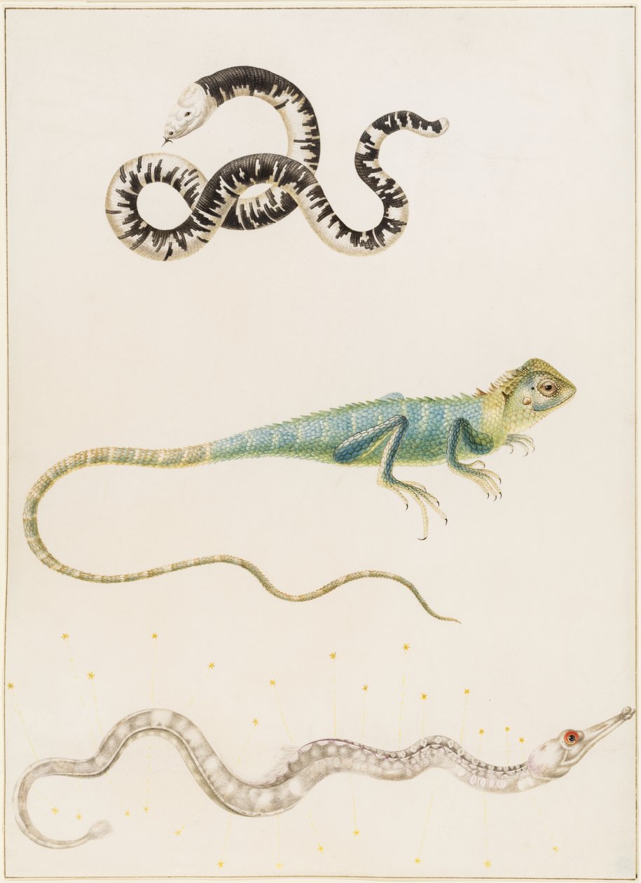 Zuid-Amerikaanse kleinkopwormhagedis, leguaan of Oost-Indische boomhagedis en zeenaald door Maria Sibylla Merian