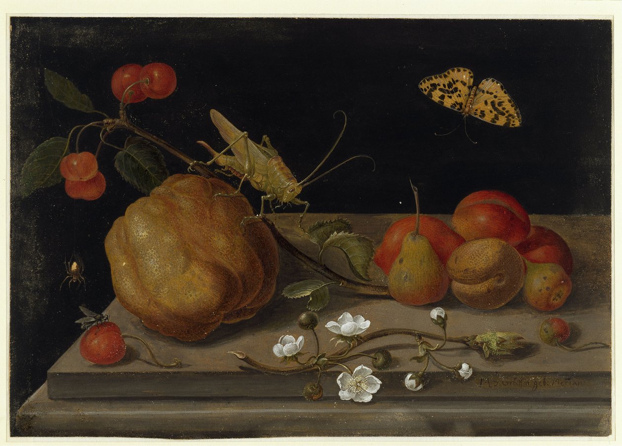 Stilleven met fruit, een sprinkhaan en een vlinder door Maria Sibylla Merian