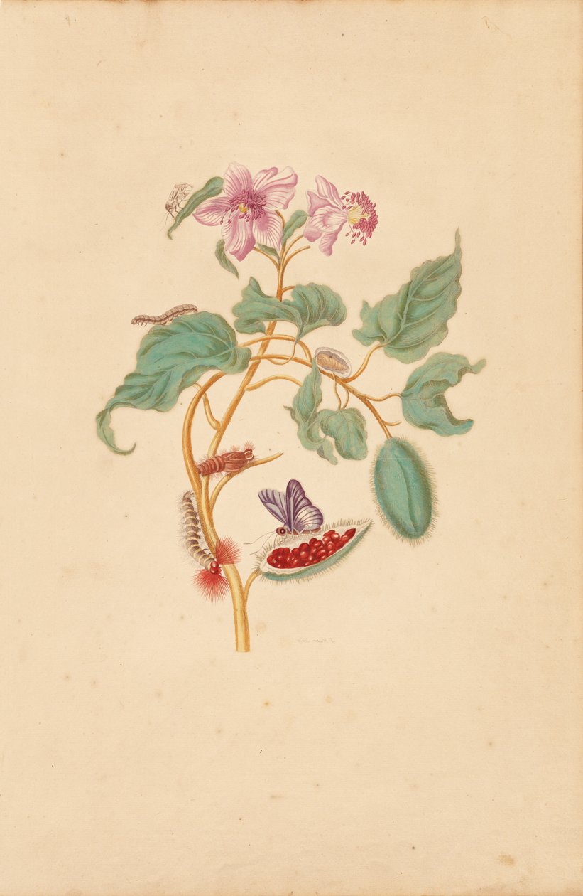 De rozenboom met rupsen, motten en vlinders door Maria Sibylla Merian