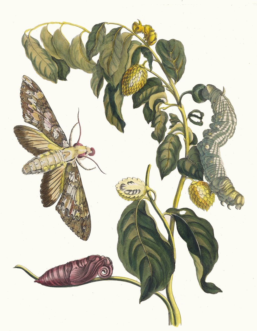 Zursak. Uit het boek Metamorphosis insectorum Surinamensium, 1705 door Maria Sibylla Merian