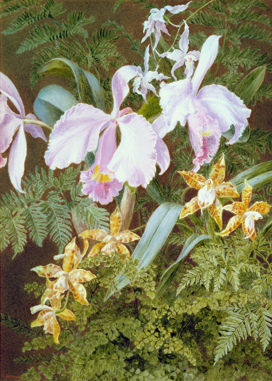 Orchideeën door Marian Emma Chase