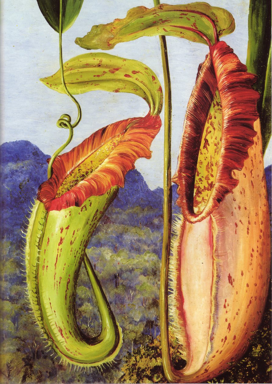 Een nieuwe bekerplant uit het kalksteengebergte van Sarawak, Borneo door Marianne North