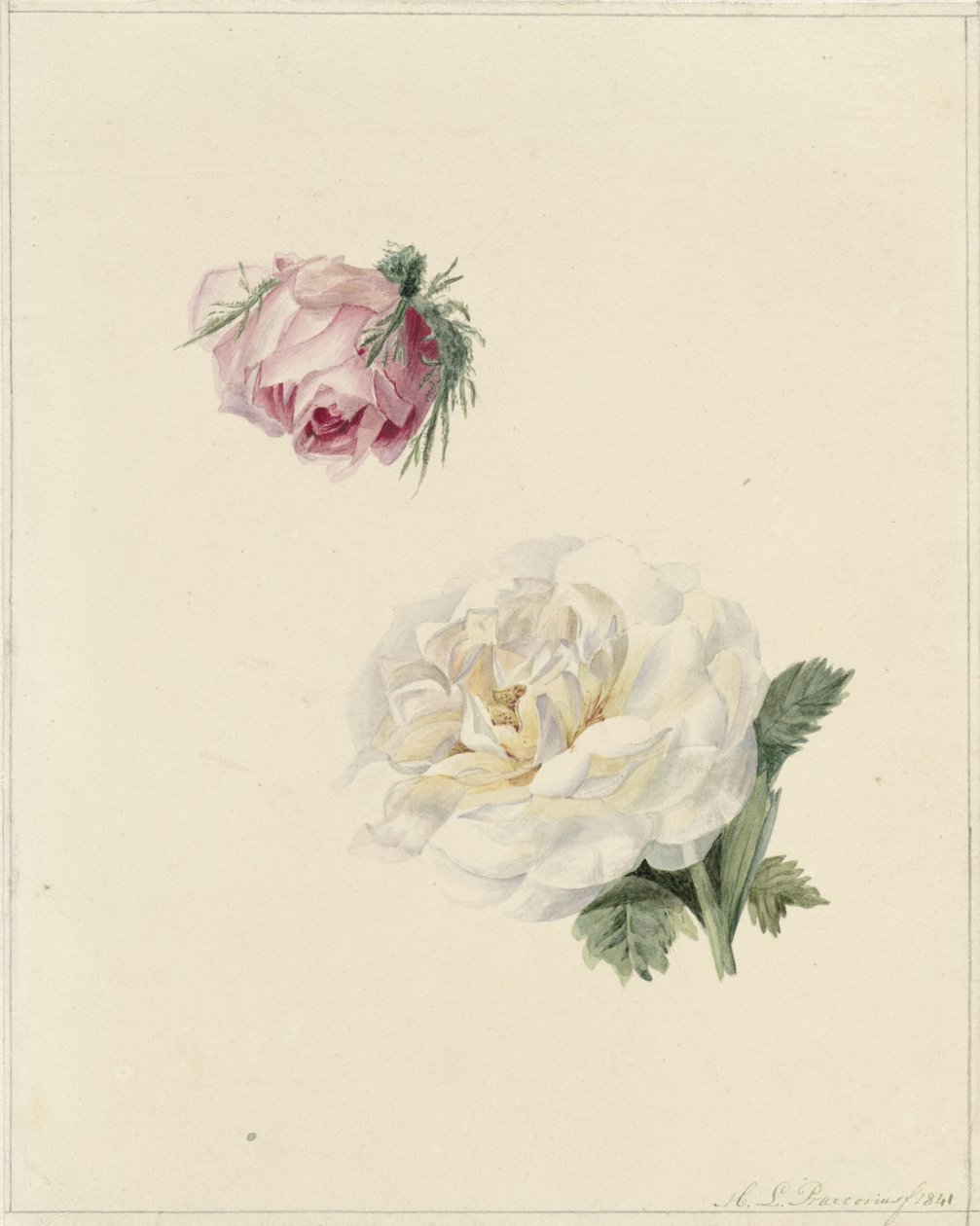 Studies van een roze en een witte roos door Marie Louise Praetorius