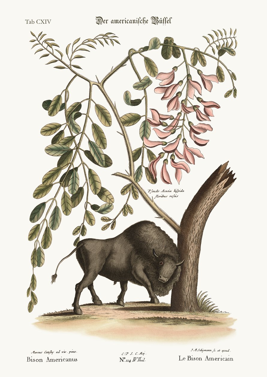 De Amerikaanse bizon, 1749-73 door Mark Catesby
